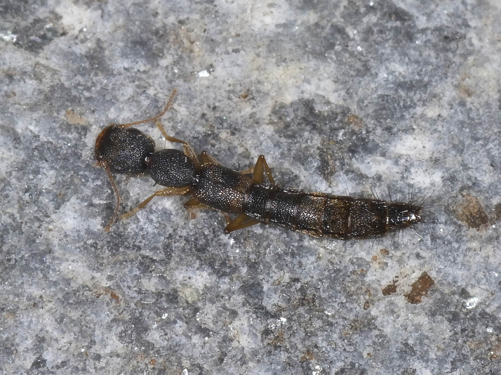Astenus procerus (cf.)